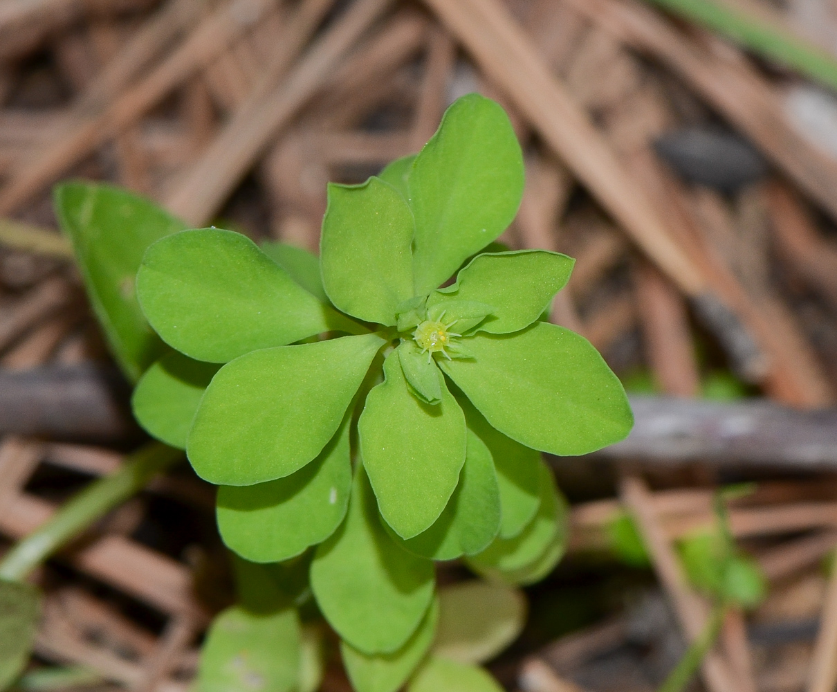 Изображение особи Euphorbia peplus.