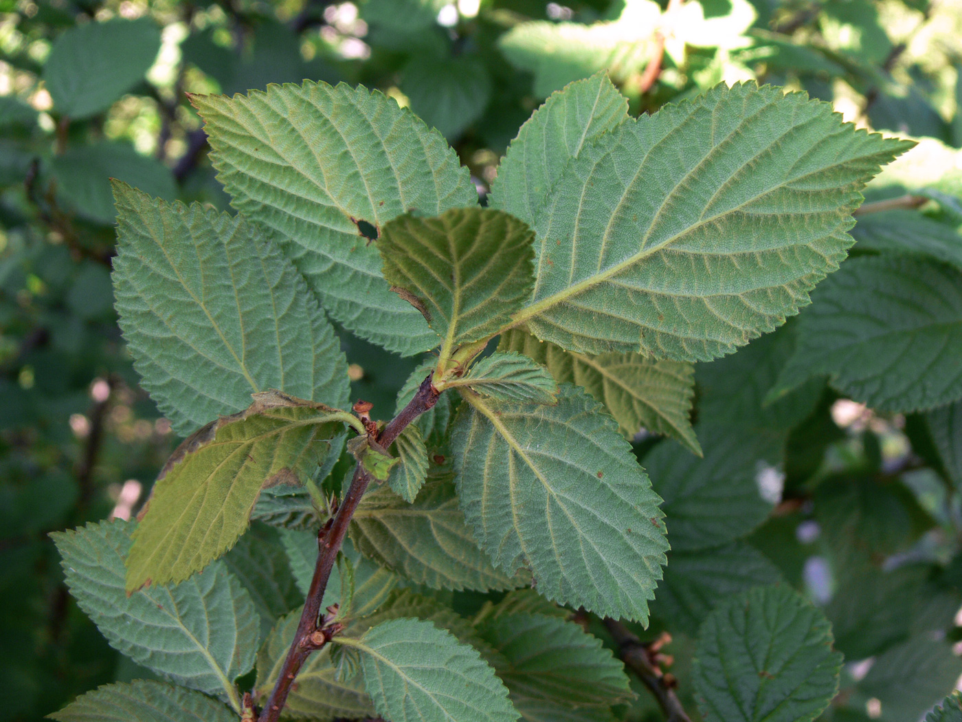 Image of Cerasus tomentosa specimen.