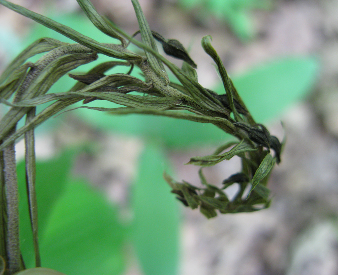 Image of Epipactis helleborine specimen.