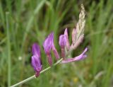 Astragalus varius. Соцветие. Украина, г. Запорожье, о-в Хортица, северо-восточная часть острова, разнотравная степь. 01.06.2016.