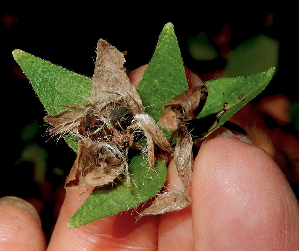 Image of Asperula caucasica specimen.