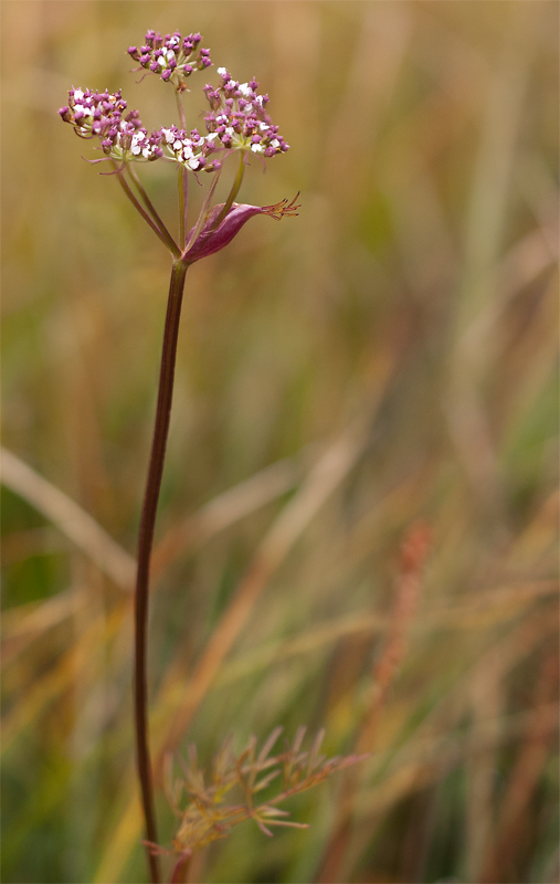 Image of Ostericum tenuifolium specimen.