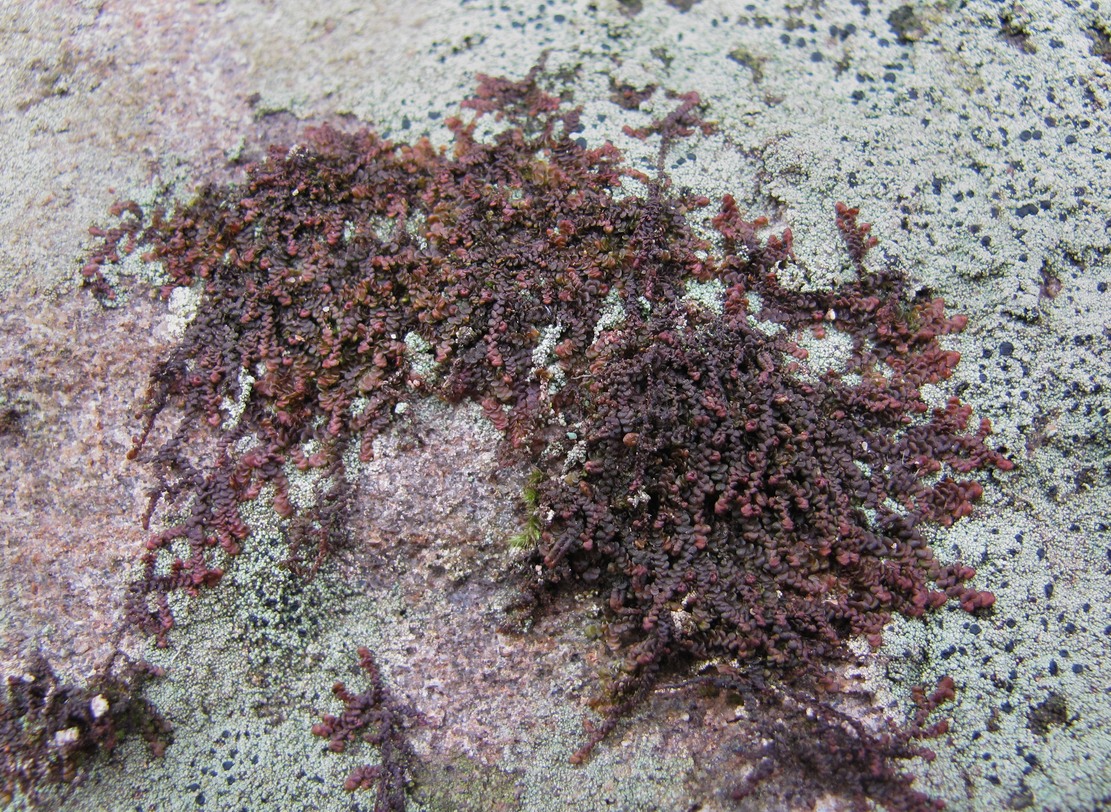 Image of genus Frullania specimen.