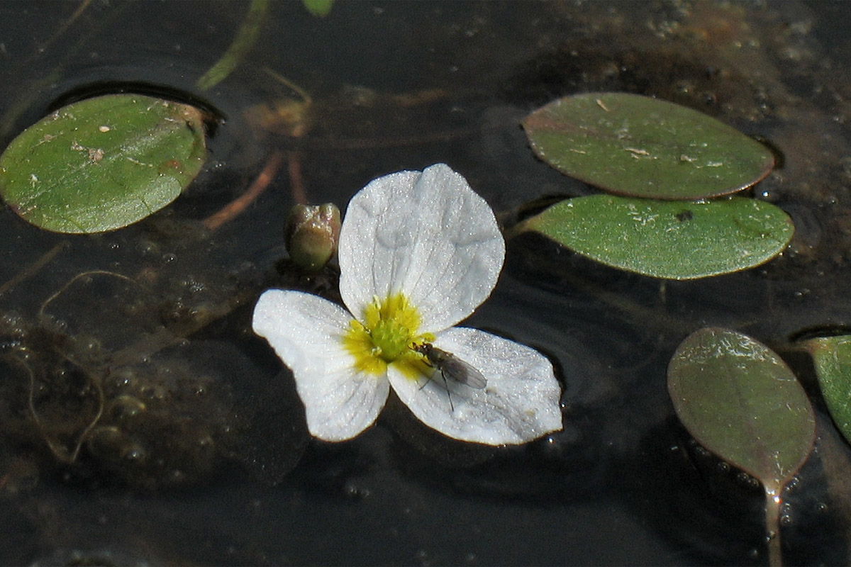 Image of Luronium natans specimen.