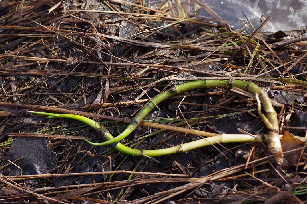 Image of Calla palustris specimen.