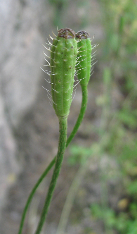 Изображение особи Papaver argemone.