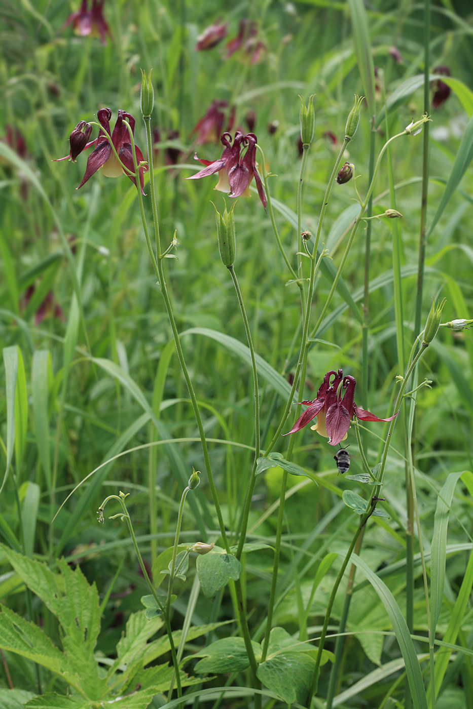 Изображение особи Aquilegia oxysepala.