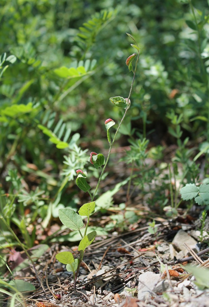 Image of Convolvulus arvensis specimen.