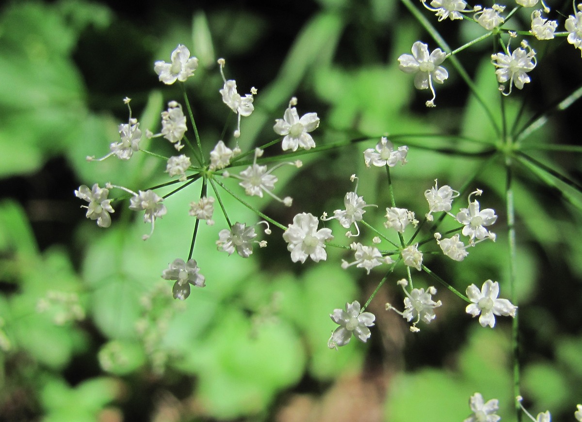 Image of Pimpinella tripartita specimen.