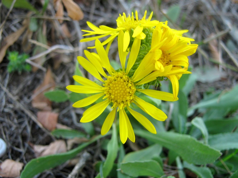 Image of Grindelia squarrosa specimen.