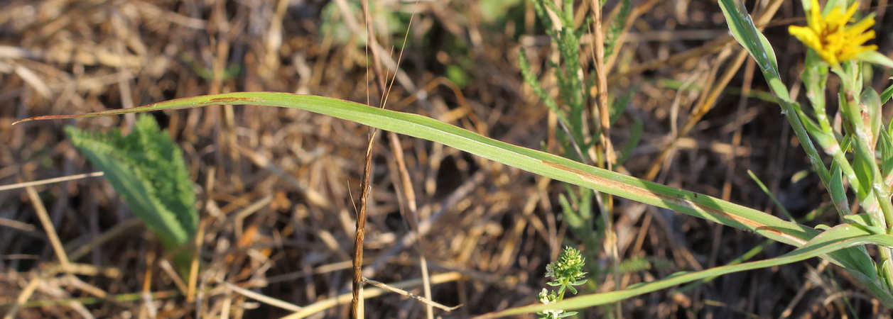 Изображение особи род Tragopogon.