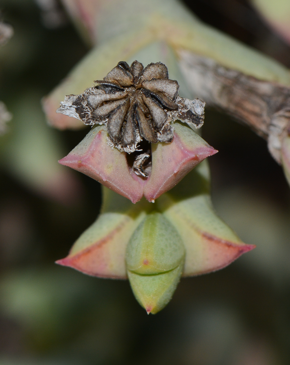 Image of Ruschia perfoliata specimen.