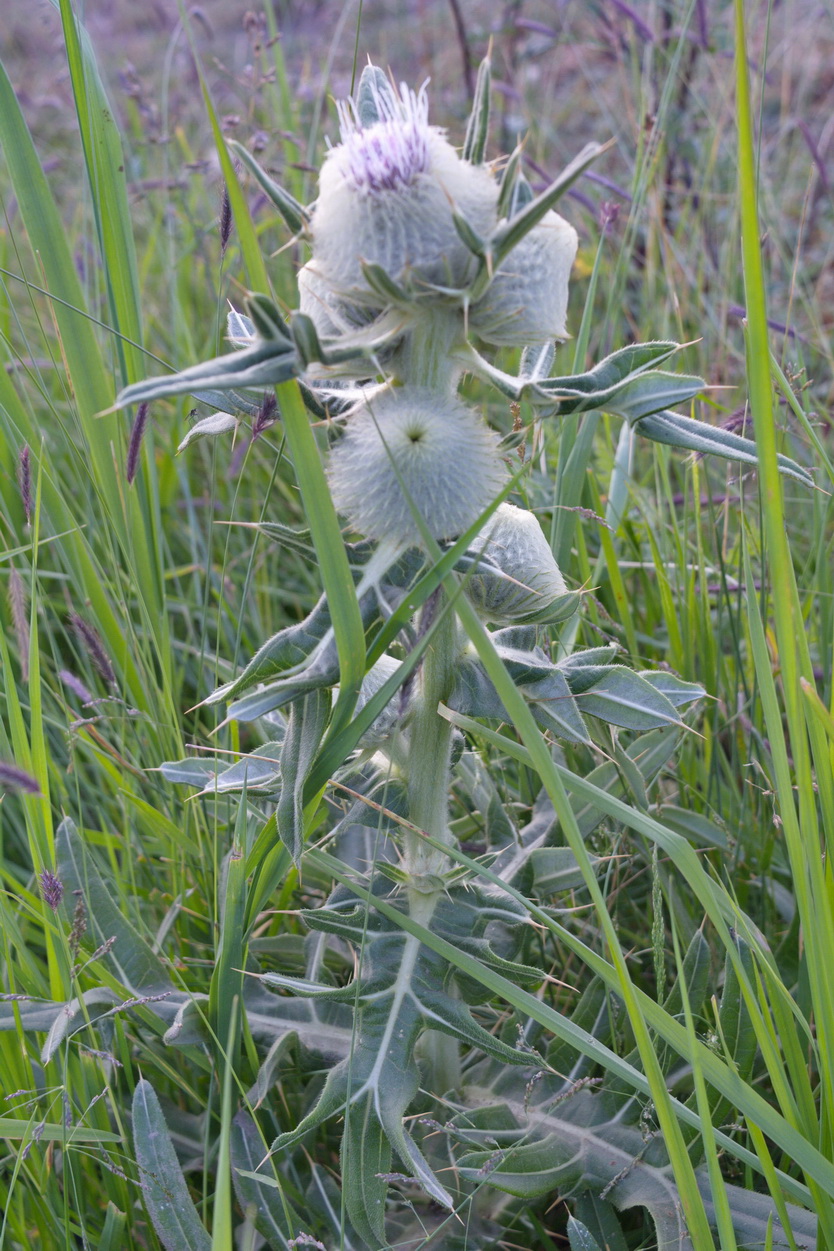 Image of Cirsium macrobotrys specimen.