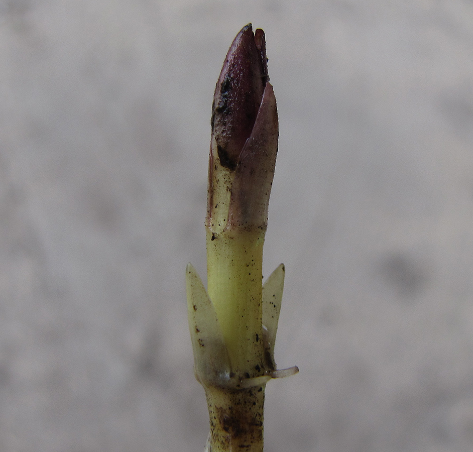 Изображение особи Stachys palustris.