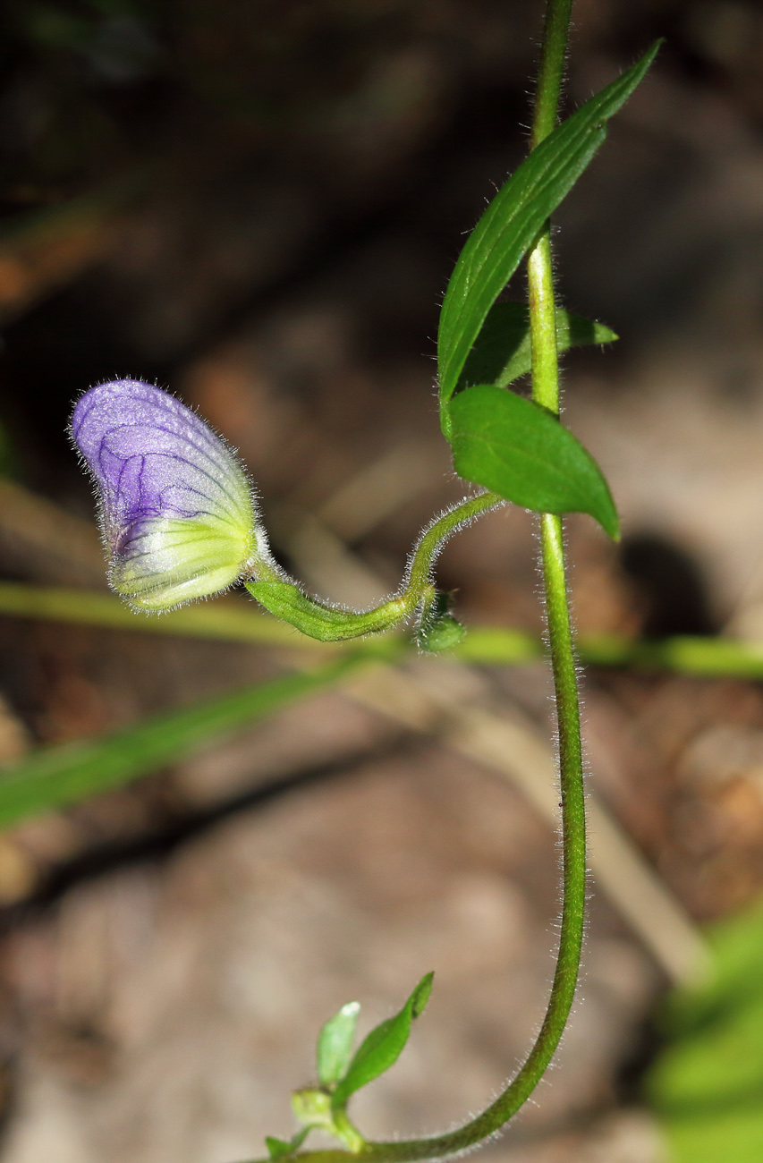 Image of Aconitum volubile specimen.