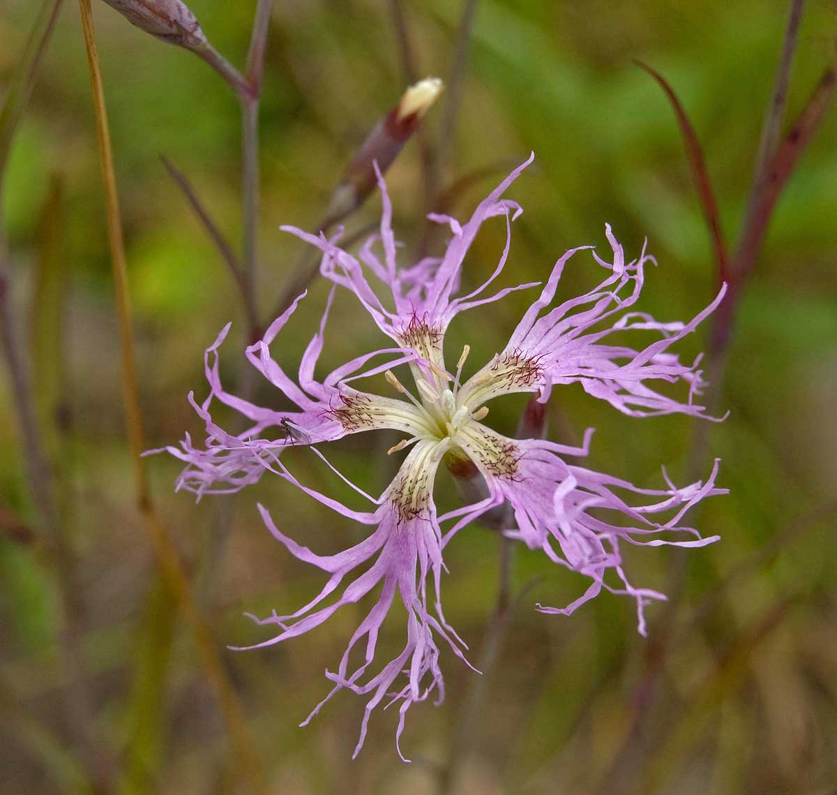 Изображение особи Dianthus superbus.