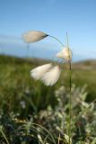 Eriophorum angustifolium. Верхушка плодоносящего растения. Мурманская обл., Кольский р-н, окр. пос. Дальние Зеленцы, окр. Столбового озера, сырая бугристая тундра, пушицево-кустарничковое болото, берег ручья. 02.08.2017.