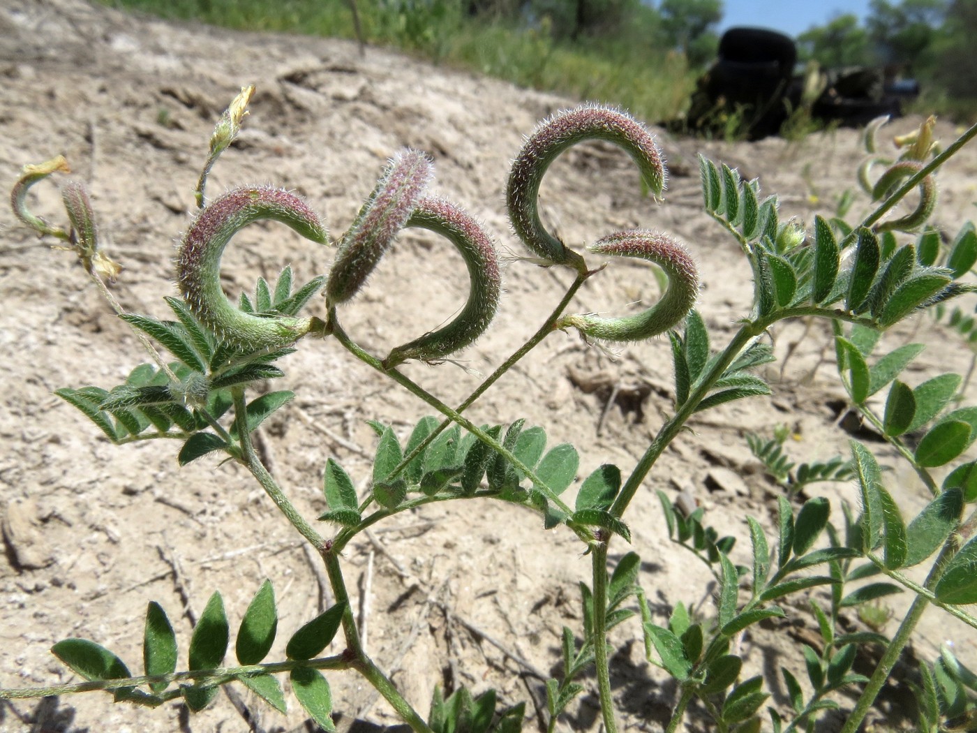 Image of Astragalus bakaliensis specimen.