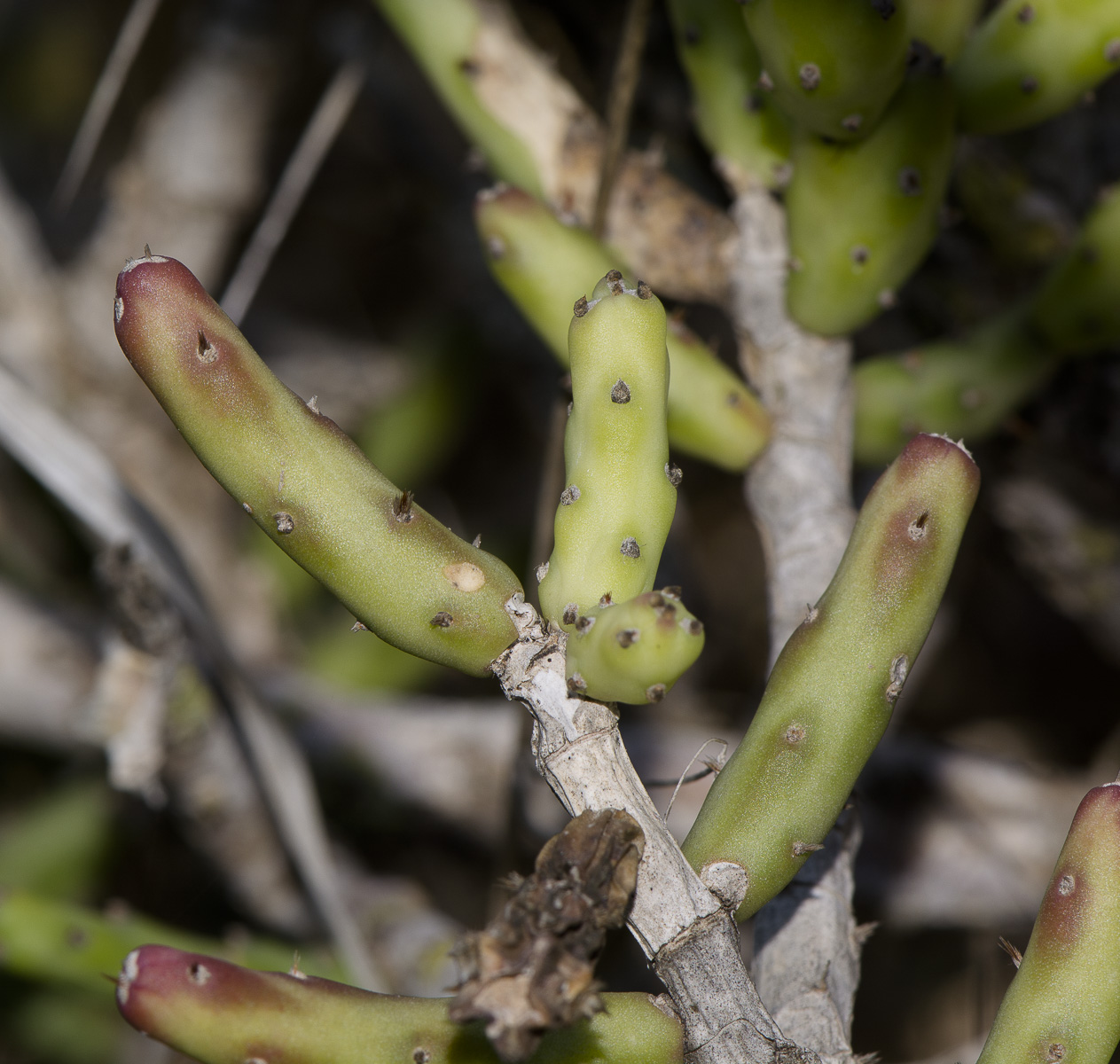 Image of Cylindropuntia leptocaulis specimen.