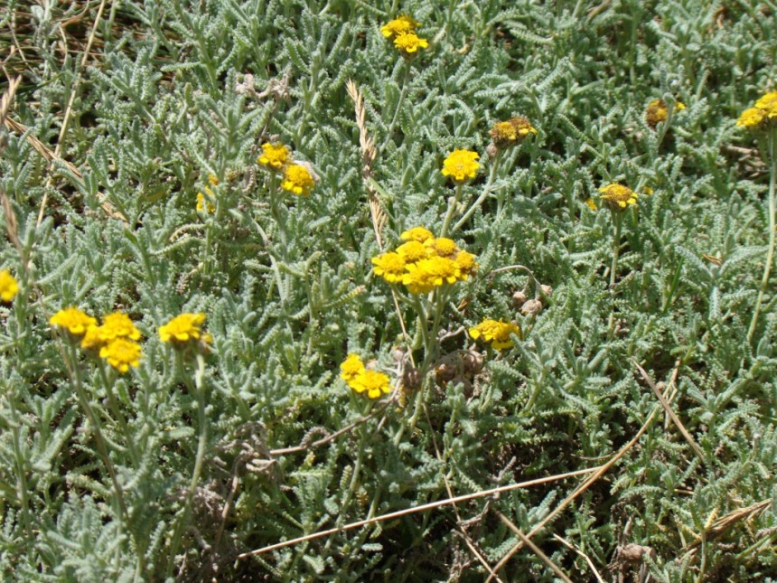 Изображение особи Achillea vermicularis.