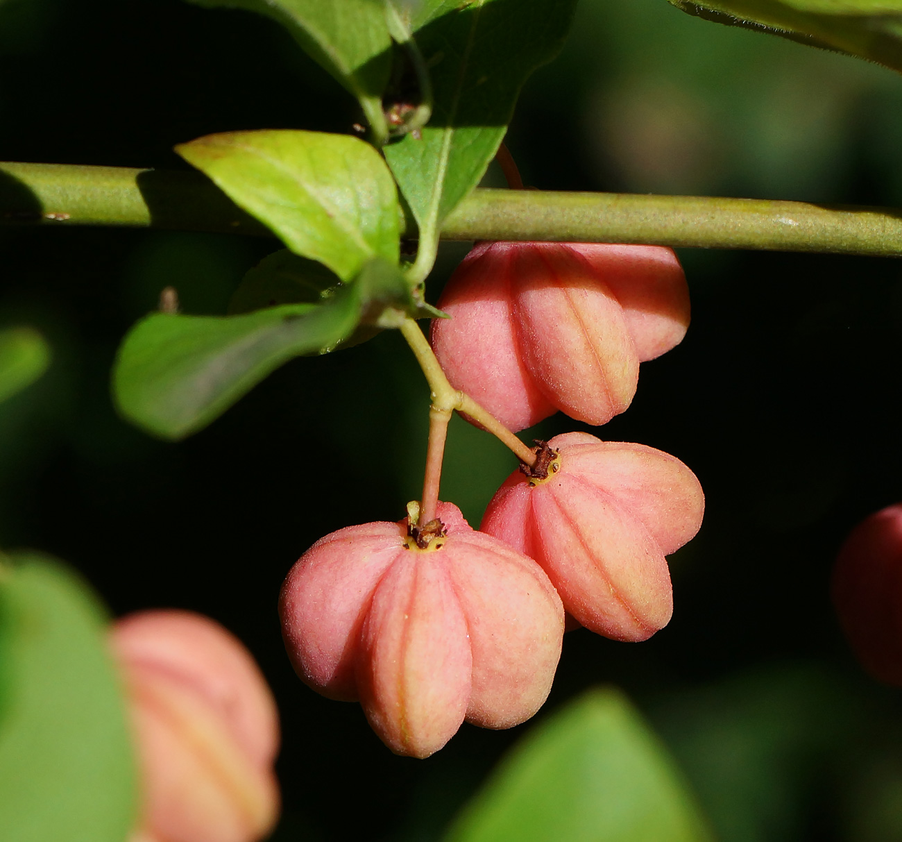 Image of Euonymus europaeus specimen.