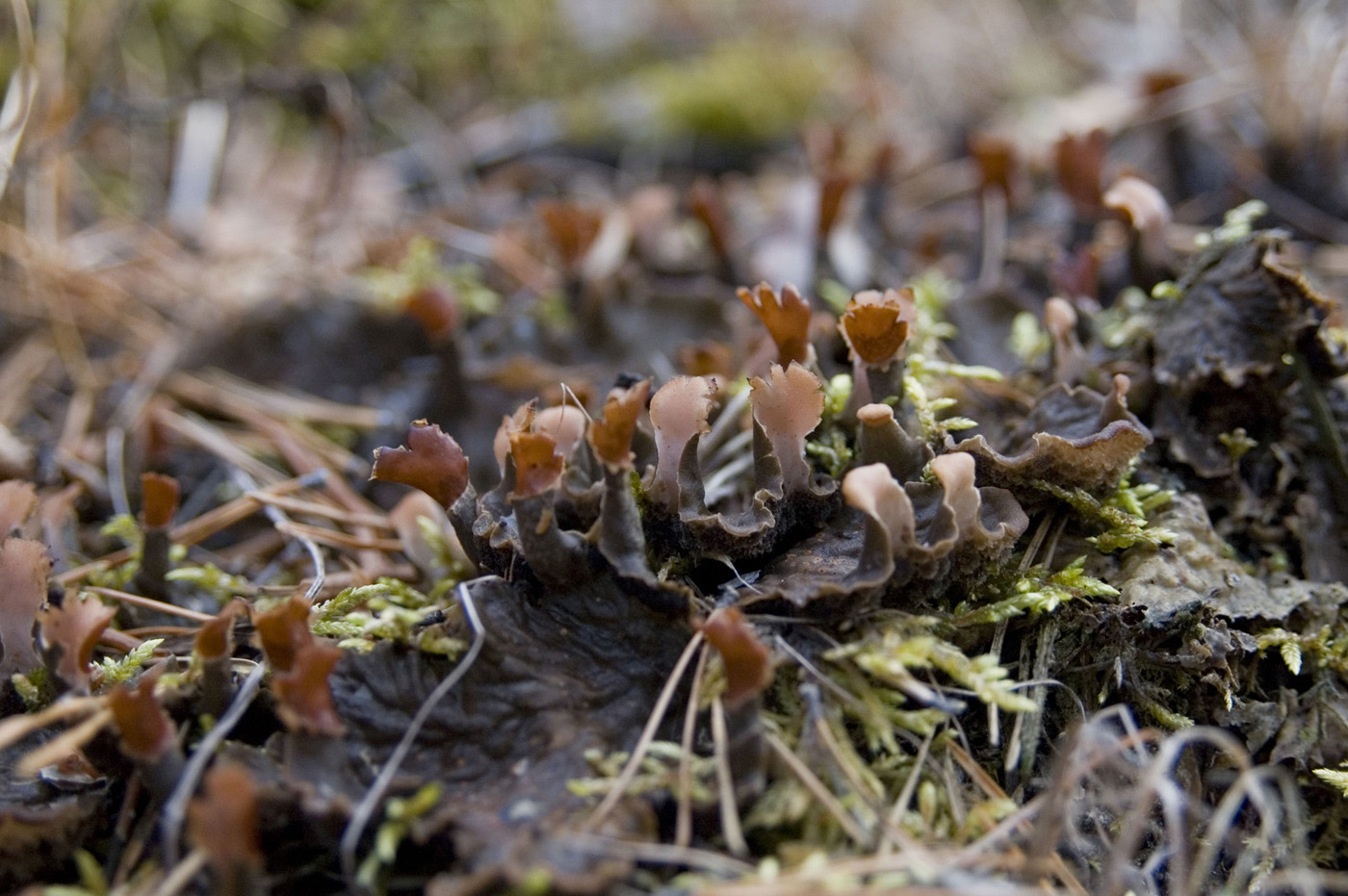 Image of genus Peltigera specimen.