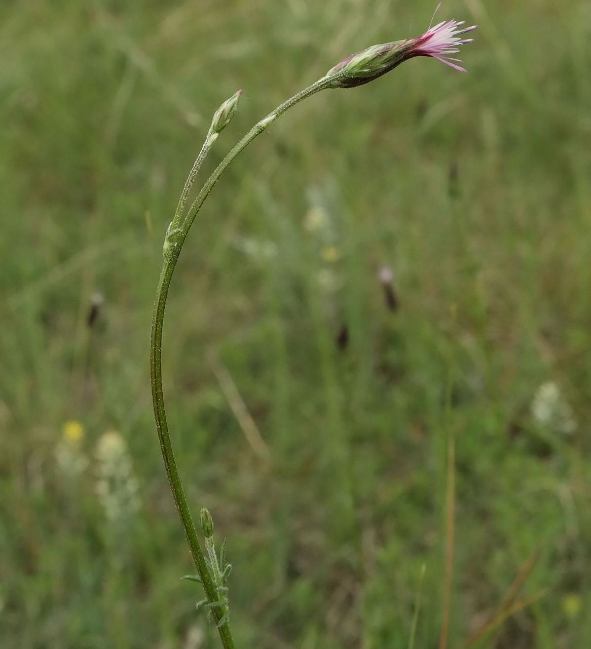 Image of Crupina vulgaris specimen.