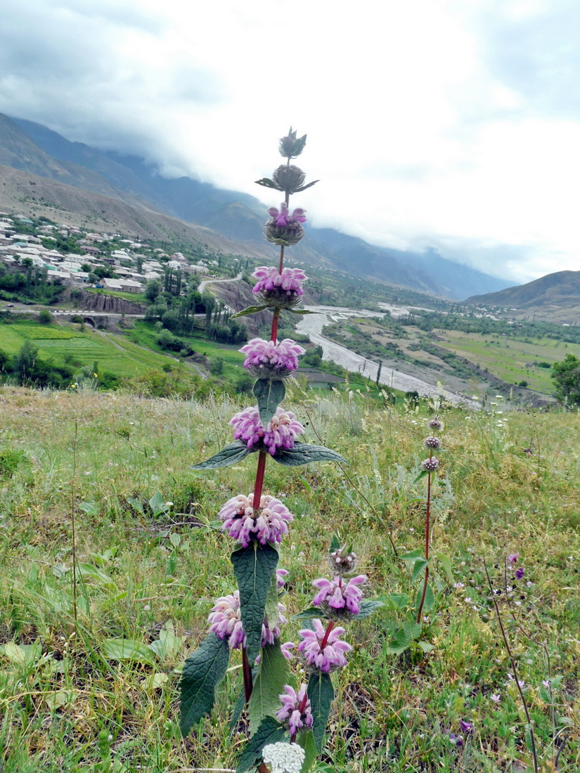 Image of Phlomoides tuberosa specimen.