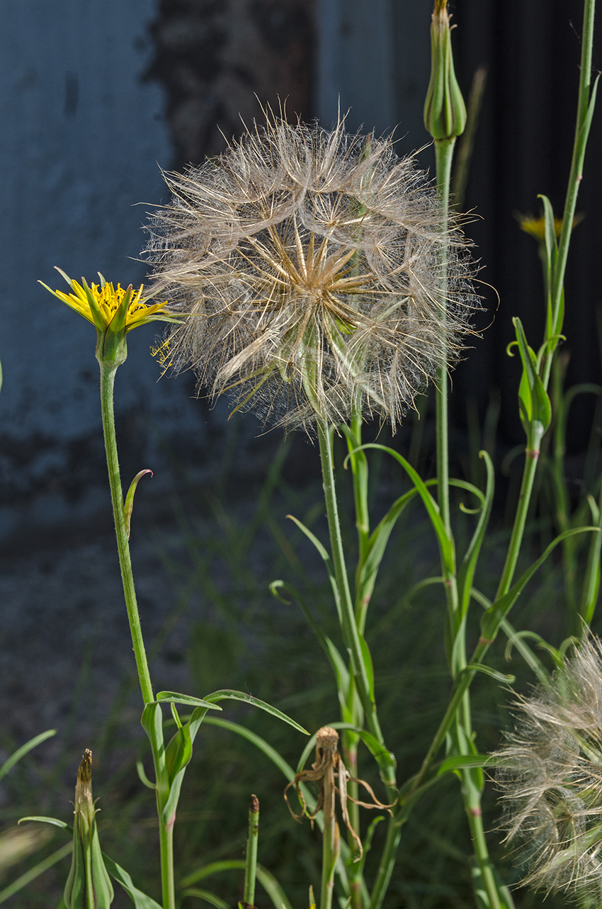 Image of Tragopogon pratensis specimen.