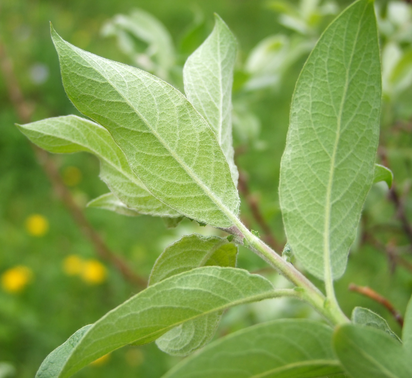 Image of Salix bebbiana specimen.