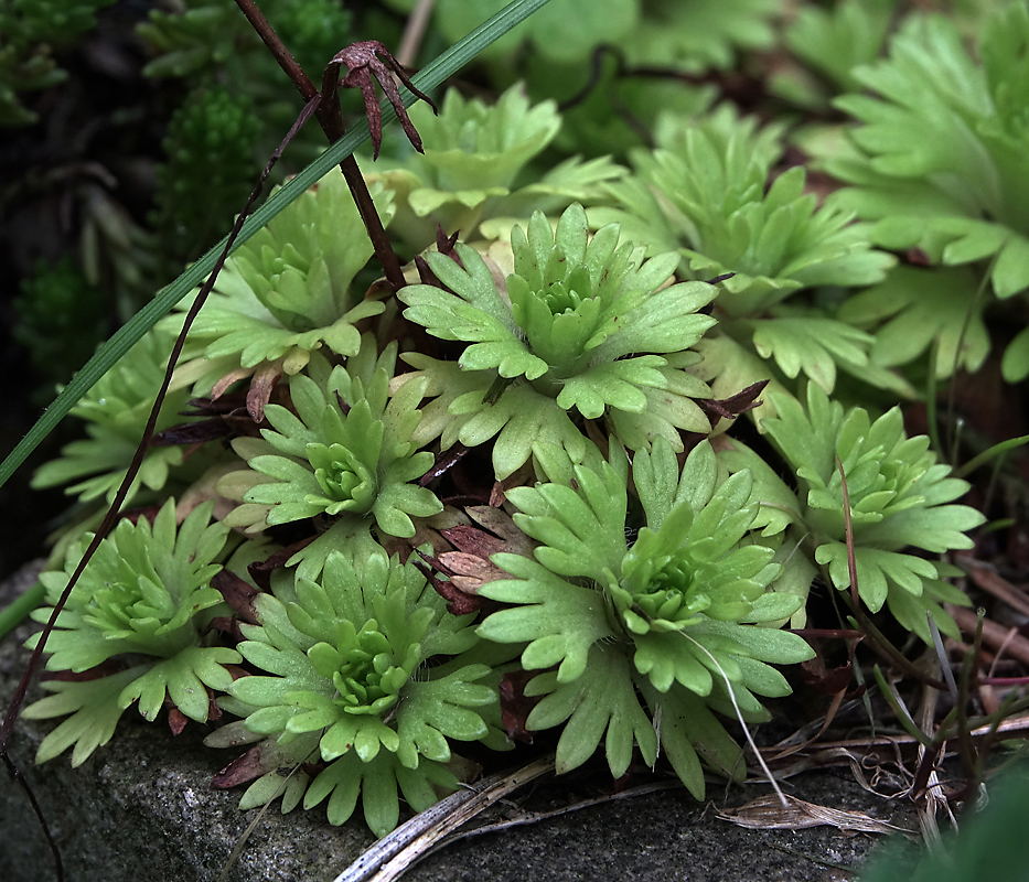 Image of Saxifraga &times; arendsii specimen.