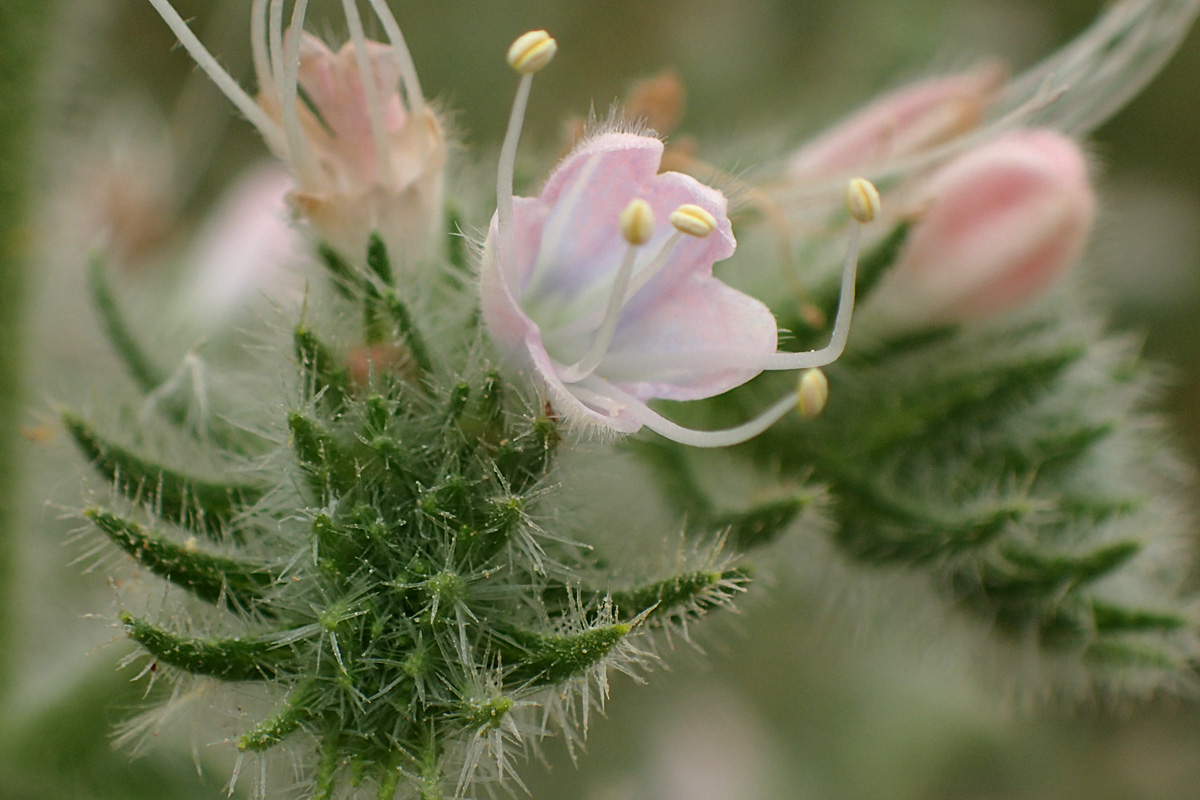 Image of Echium biebersteinii specimen.