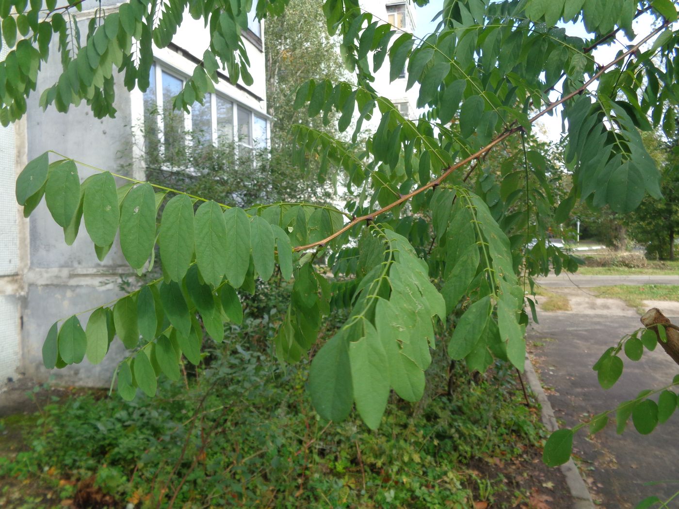 Image of Robinia pseudoacacia specimen.