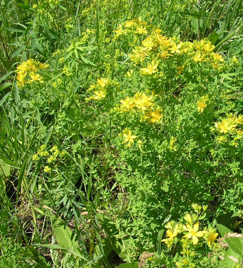 Image of Hypericum perforatum specimen.