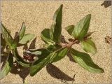 Mentha arvensis. Молодое растение. Удмуртия, Завьяловский р-он, окр. д. Поварёнки, левый берег р. Кама. 12 июня 2010 г.