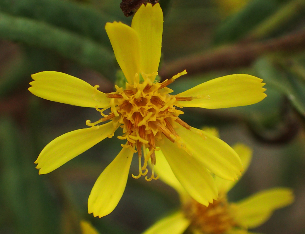 Image of Dittrichia viscosa specimen.