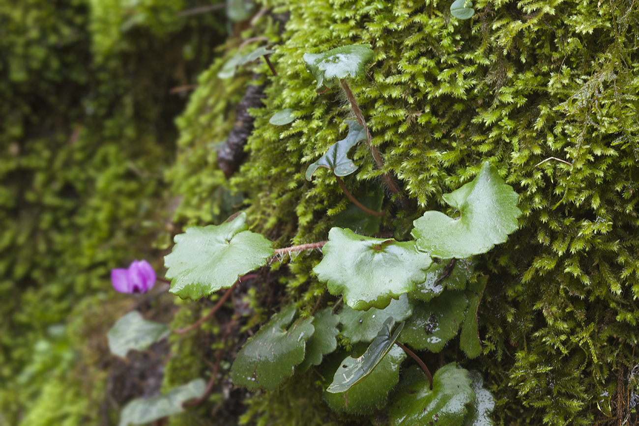 Изображение особи Saxifraga repanda.