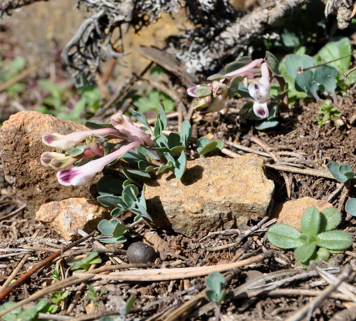 Изображение особи Corydalis rutifolia.