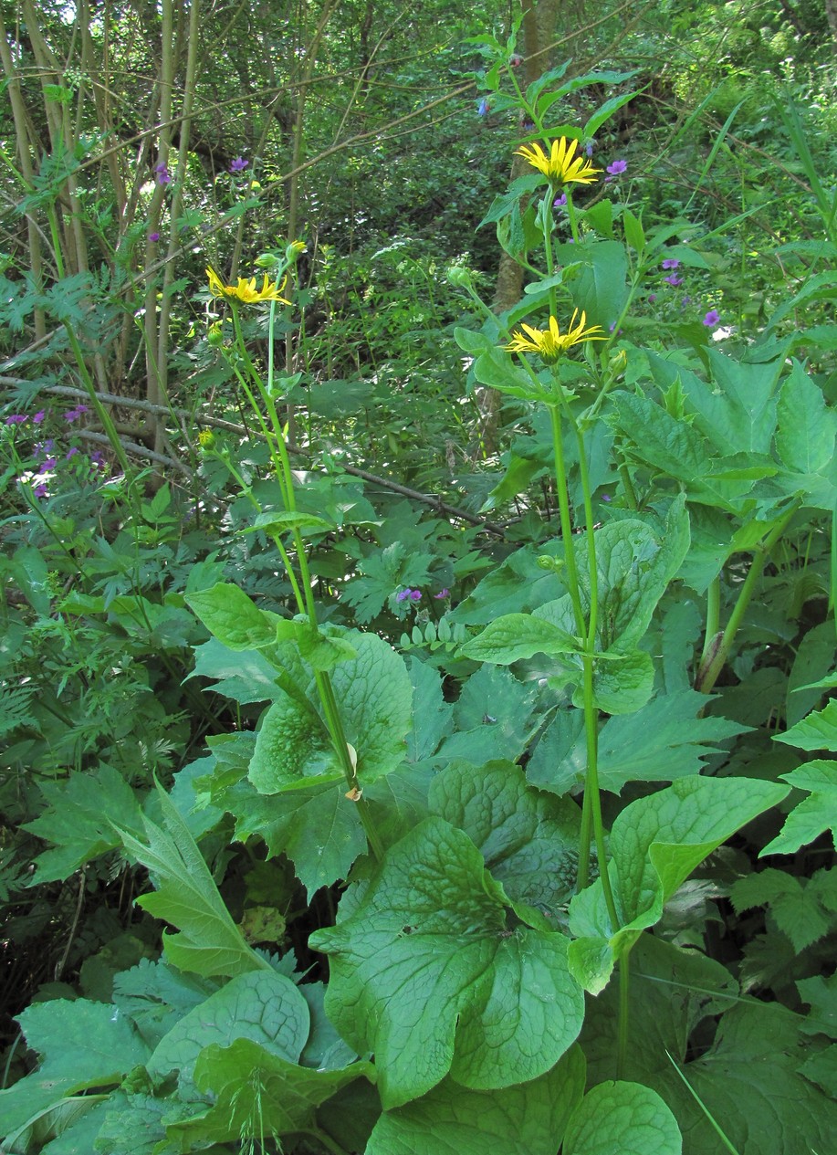 Изображение особи Doronicum macrophyllum.