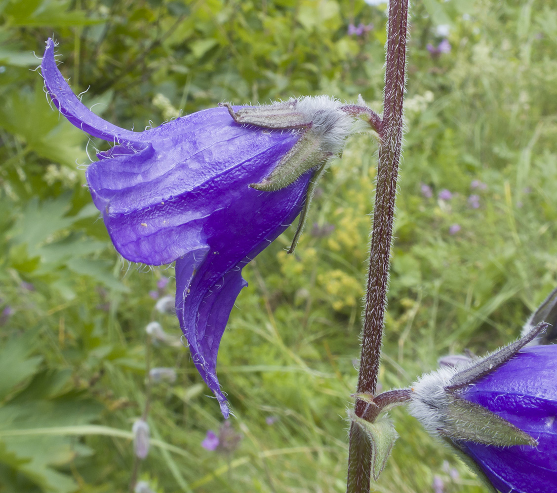 Image of Campanula collina specimen.