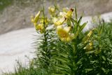 Lilium kesselringianum