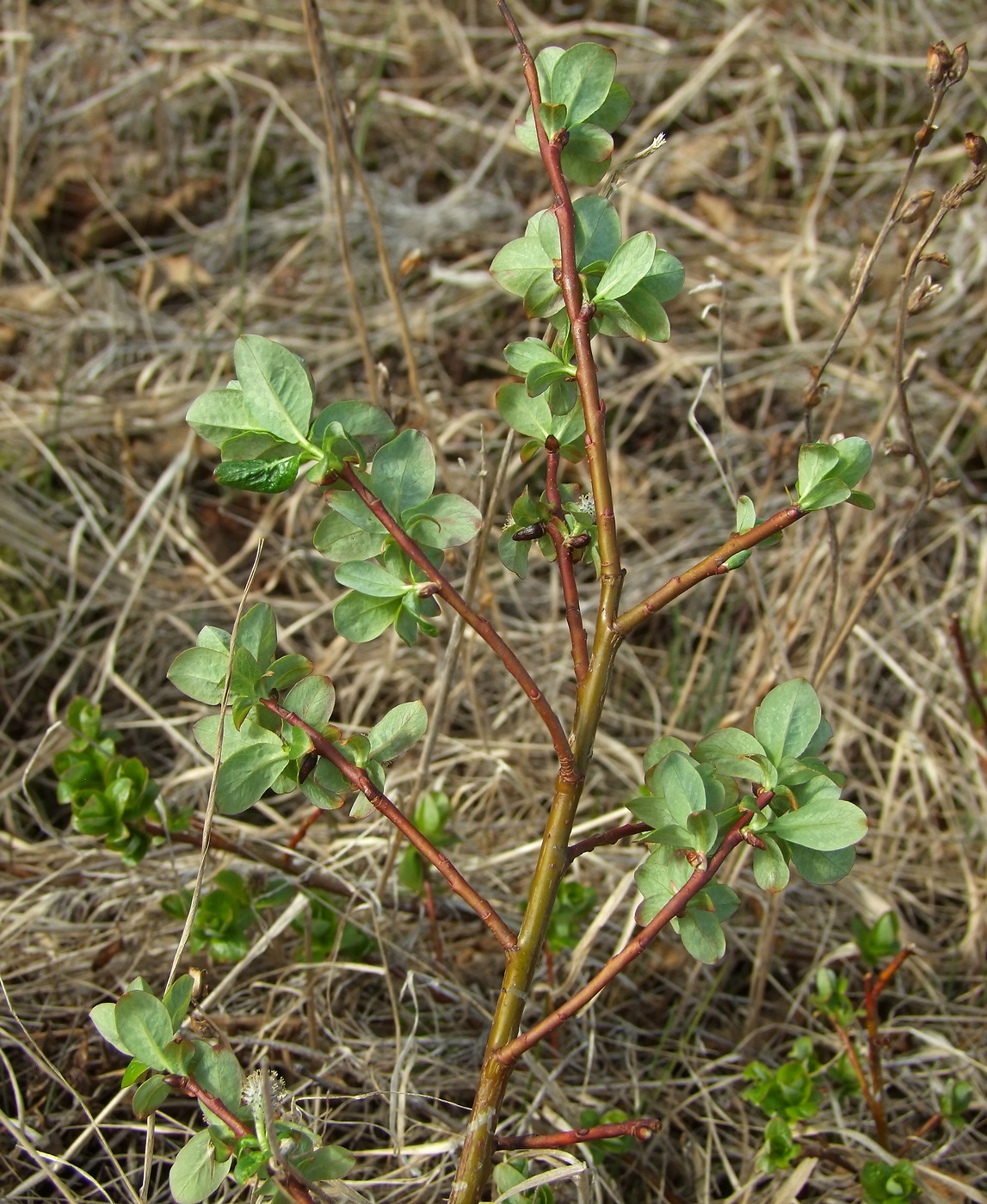 Image of Salix fuscescens specimen.