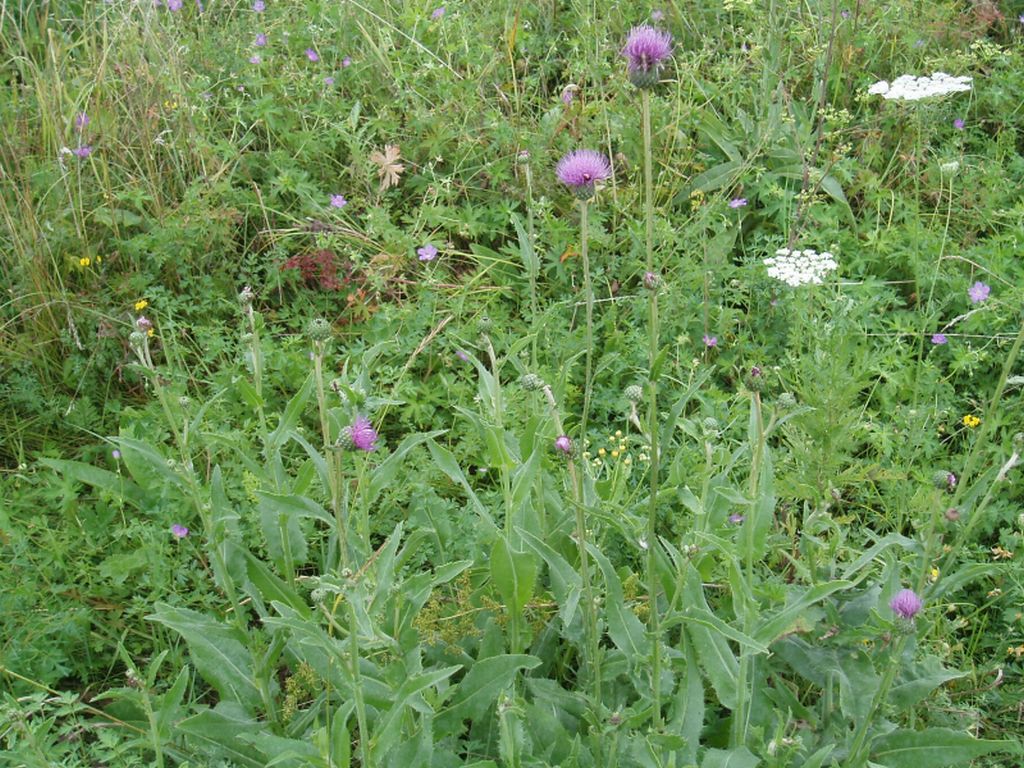 Изображение особи Cirsium canum.