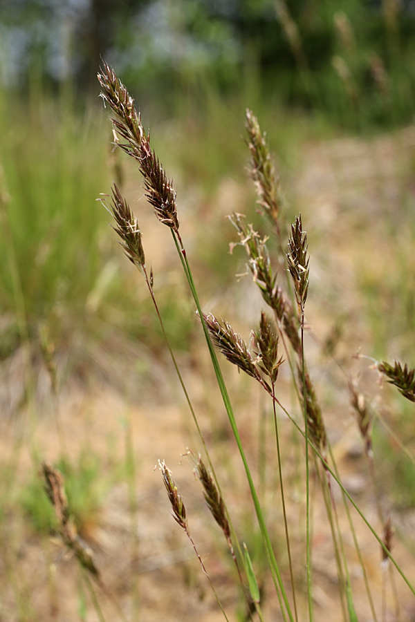 Изображение особи Anthoxanthum odoratum.