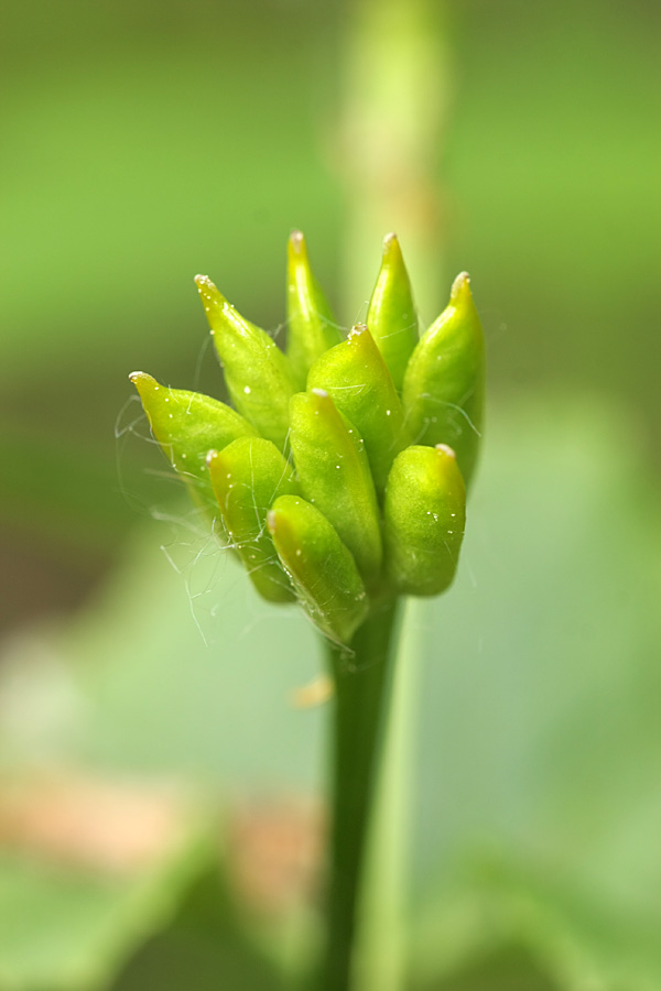 Image of Caltha palustris specimen.