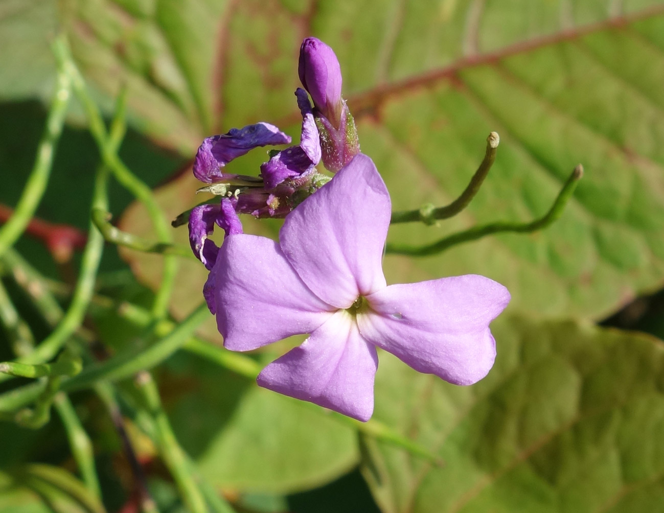 Image of Hesperis sibirica specimen.