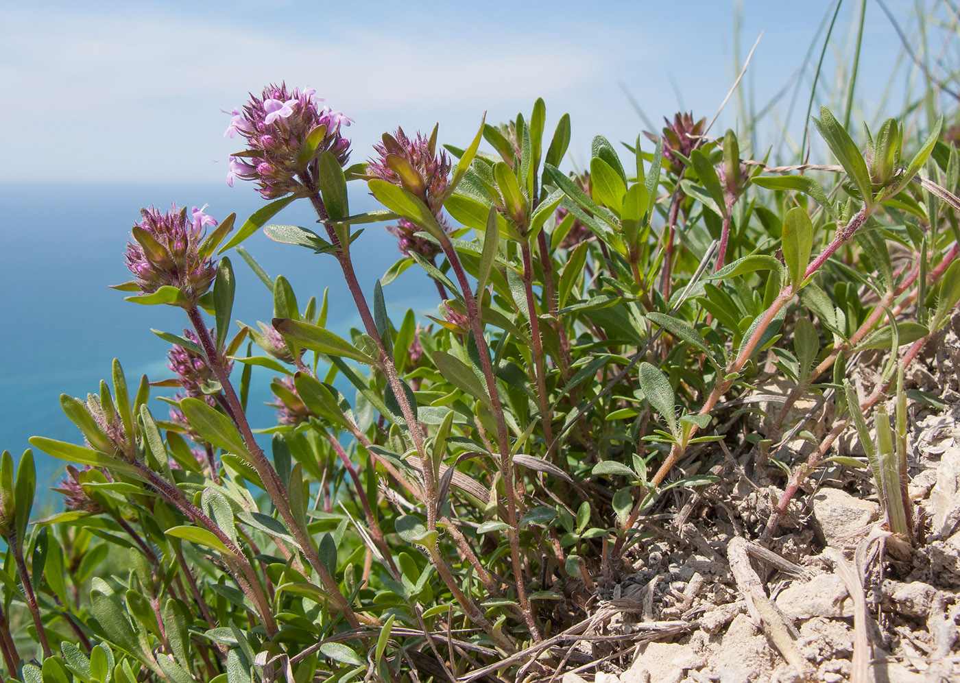 Image of Thymus elenevskyi specimen.