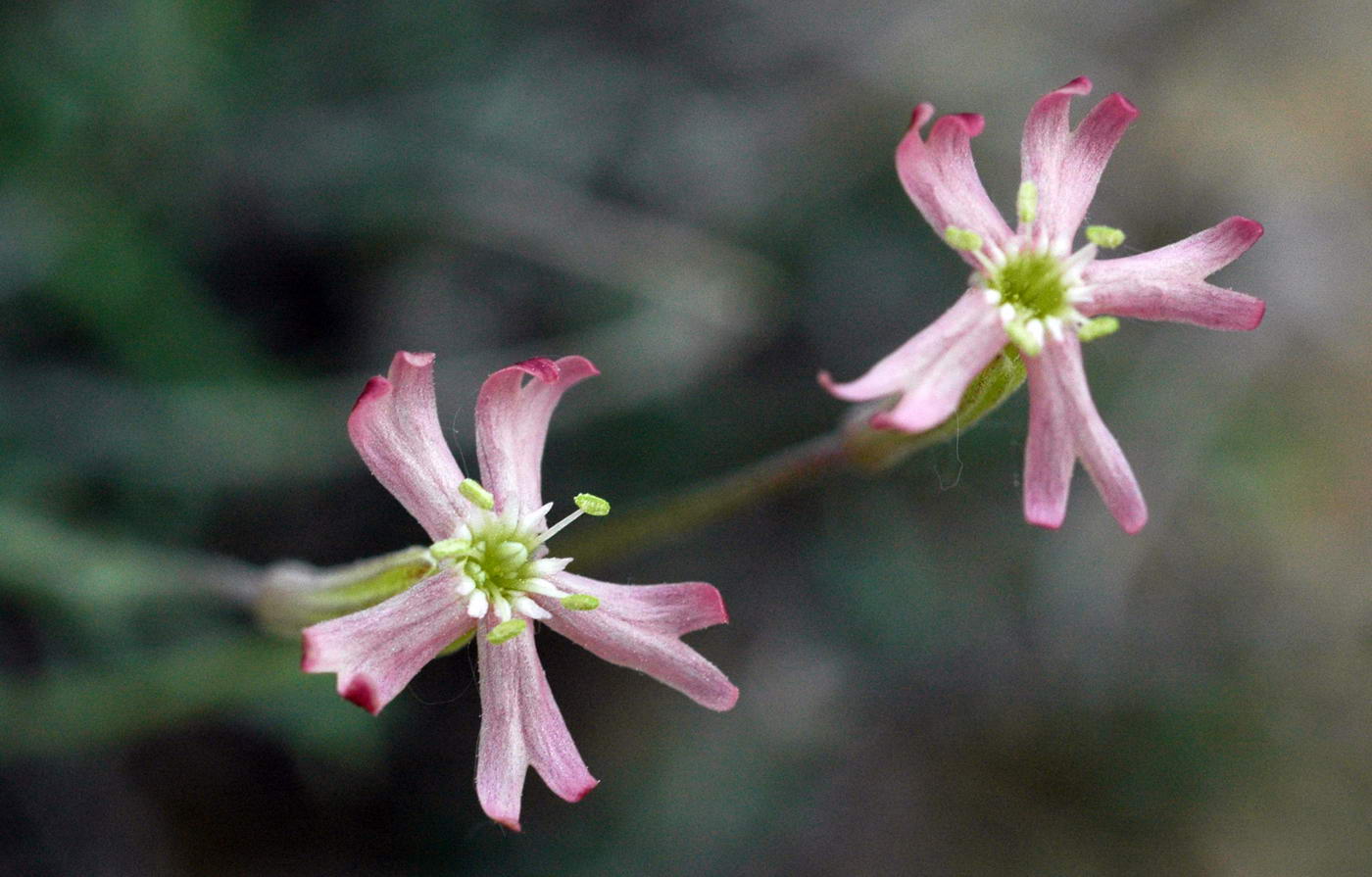 Изображение особи Silene fruticulosa.