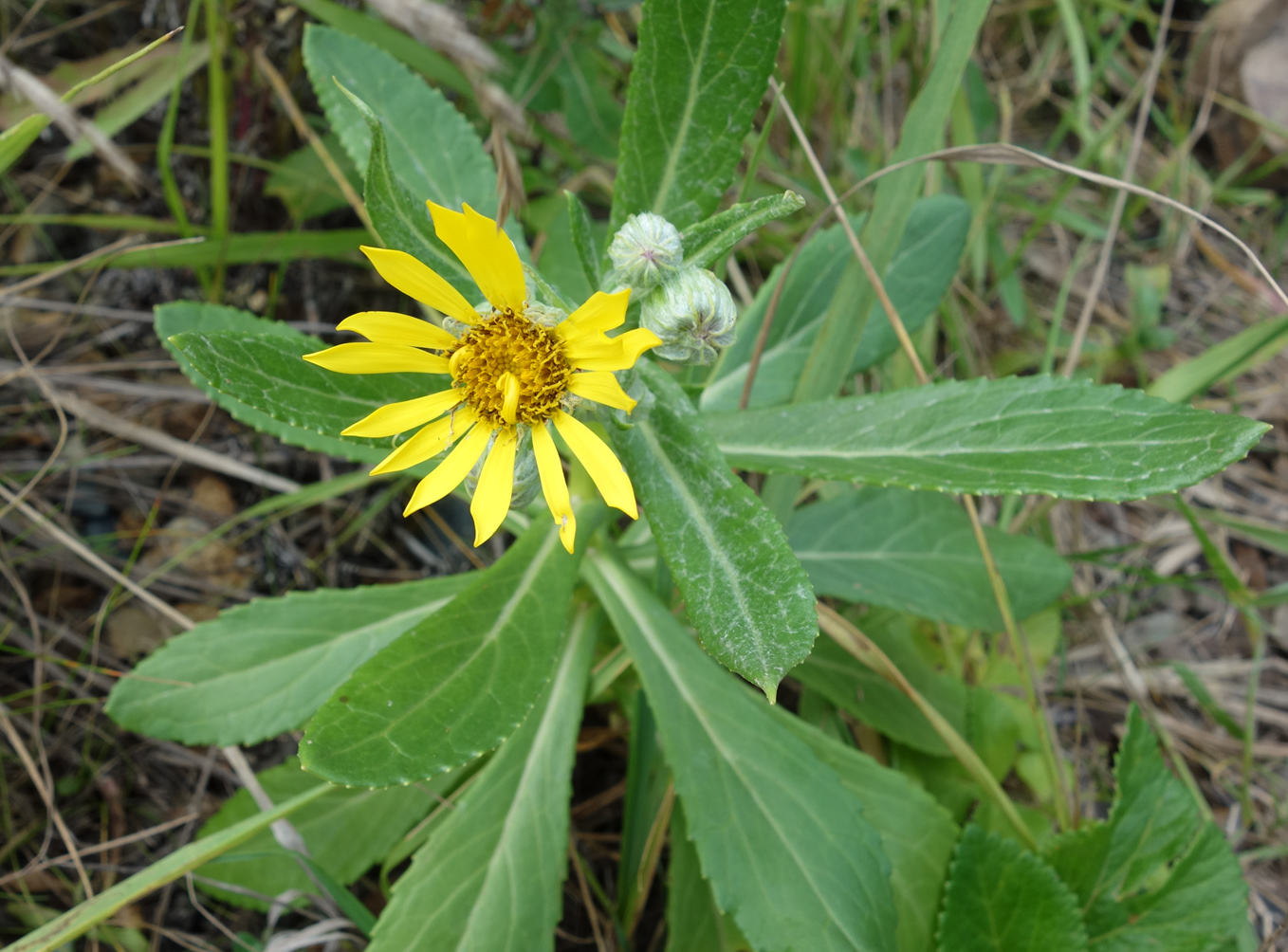 Изображение особи Senecio pseudoarnica.