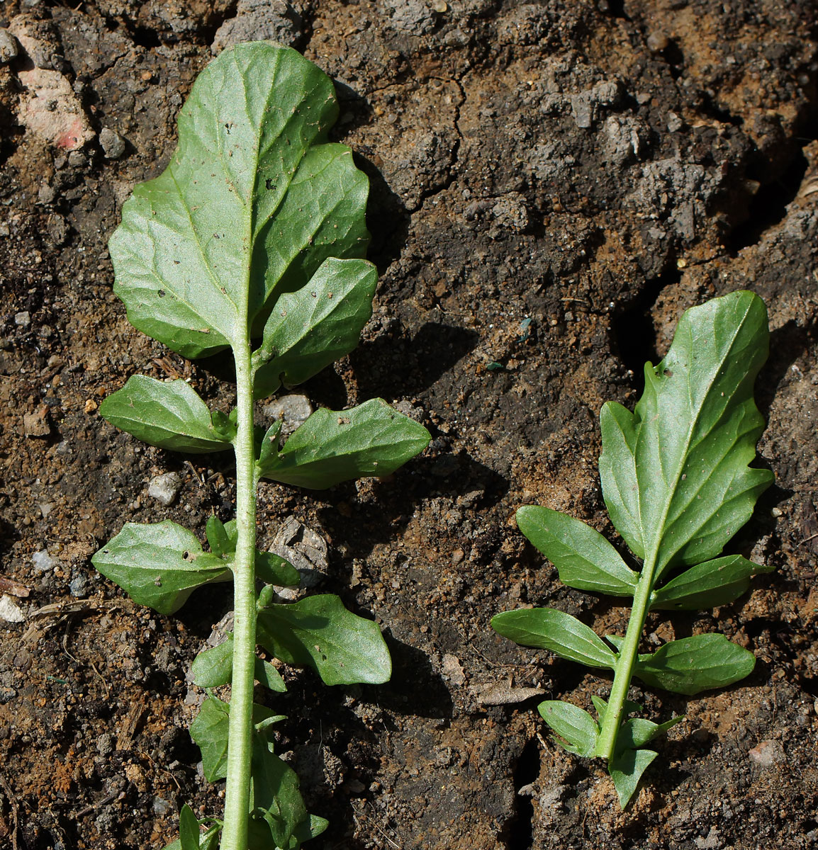 Image of Barbarea arcuata specimen.